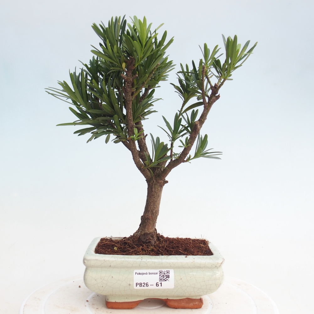 Pokojová bonsai - Podocarpus - Kamenný tis