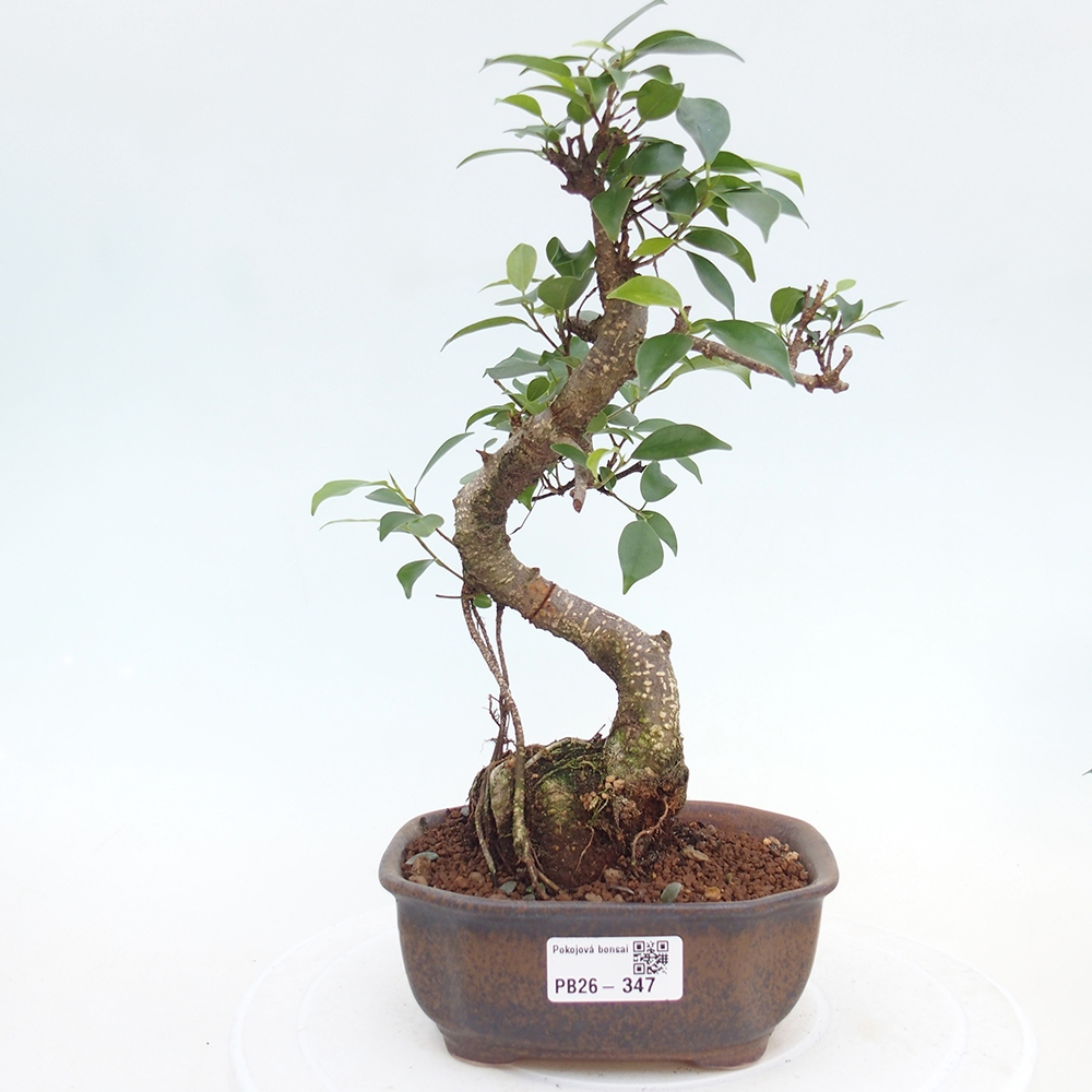 Pokojová bonsai - Ficus retusa -  malolistý fíkus