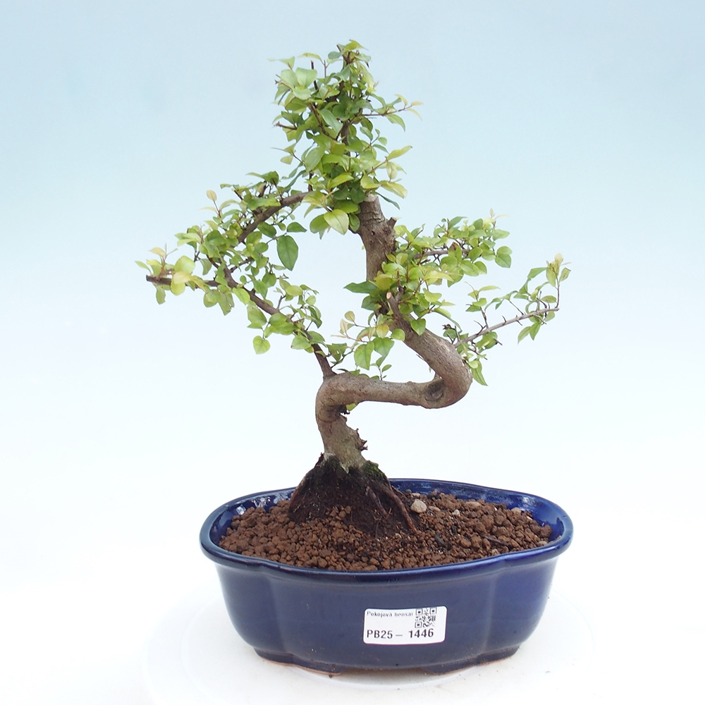 Pokojová bonsai - Sagerécie thea - Sagerécie thea