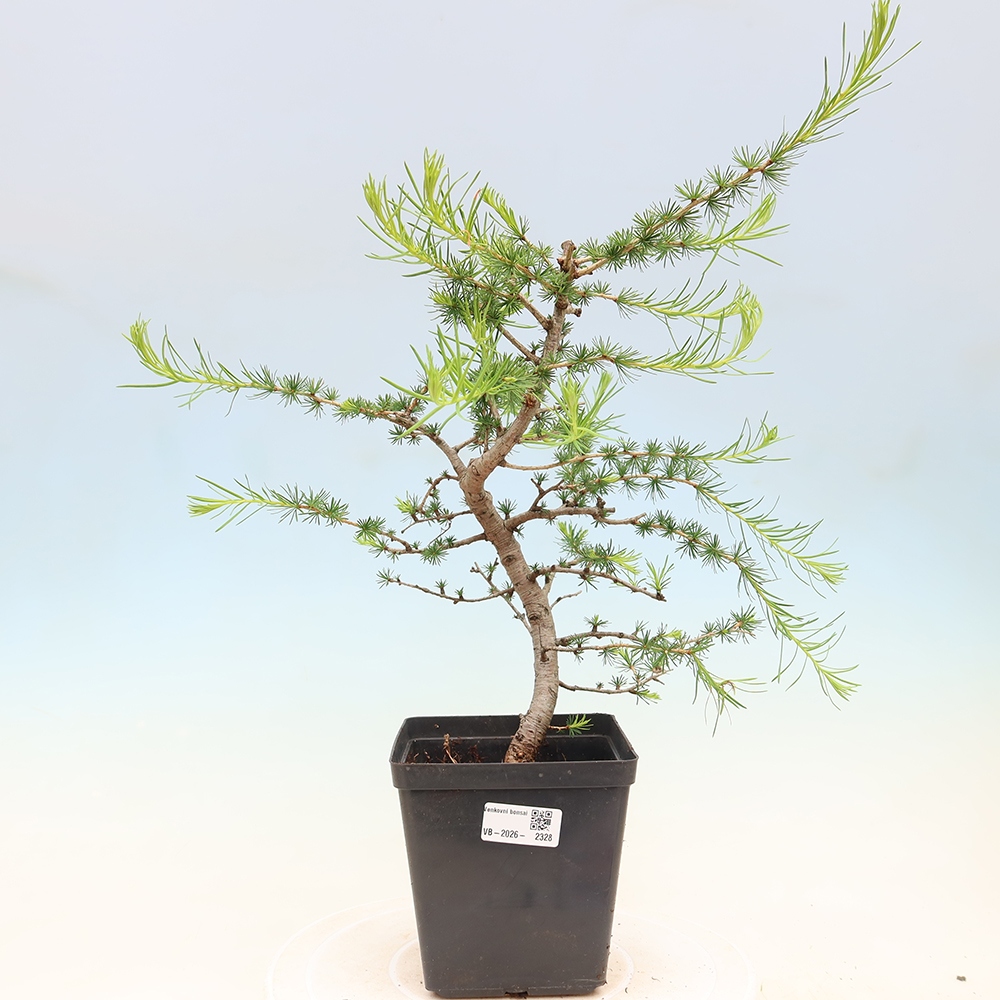 Venkovní bonsai -Larix decidua - Modřín opadavý 