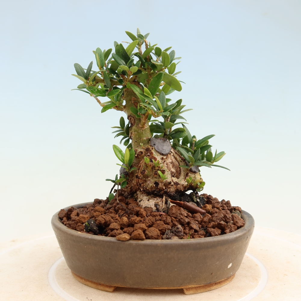 Pokojová bonsai - Olea europaea sylvestris -Oliva evropská drobnolistá