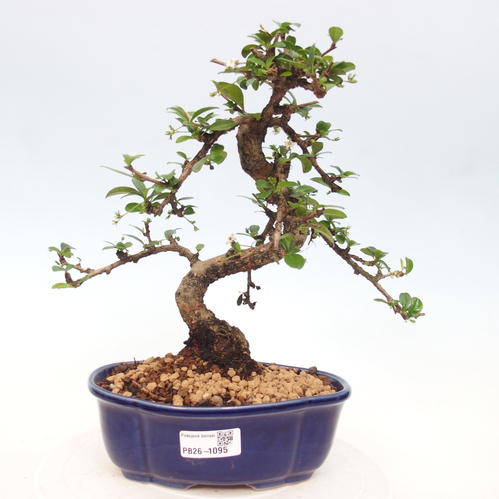 Pokojová bonsai - Carmona macrophylla - Čaj fuki