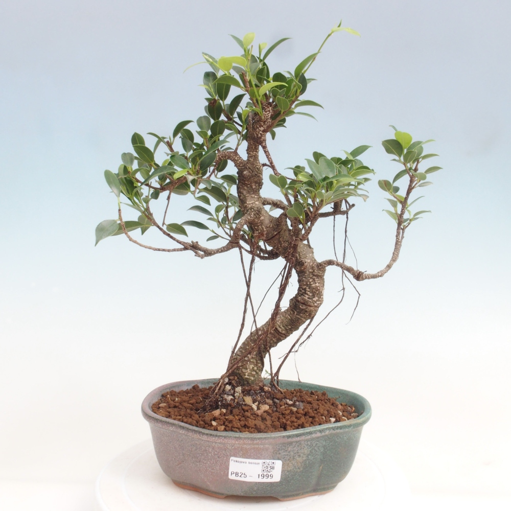 Pokojová bonsai - Ficus retusa -  malolistý fíkus
