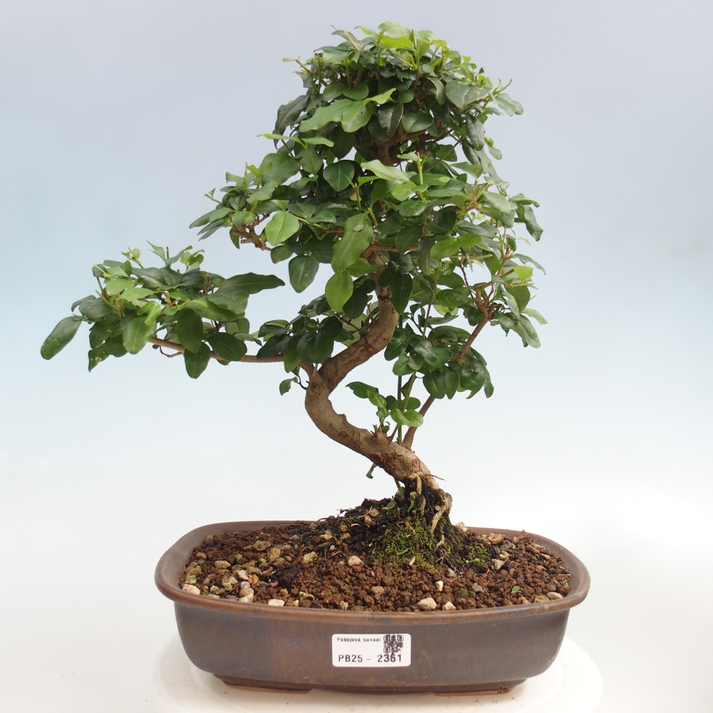 Pokojová bonsai -Ligustrum chinensis - Ptačí zob