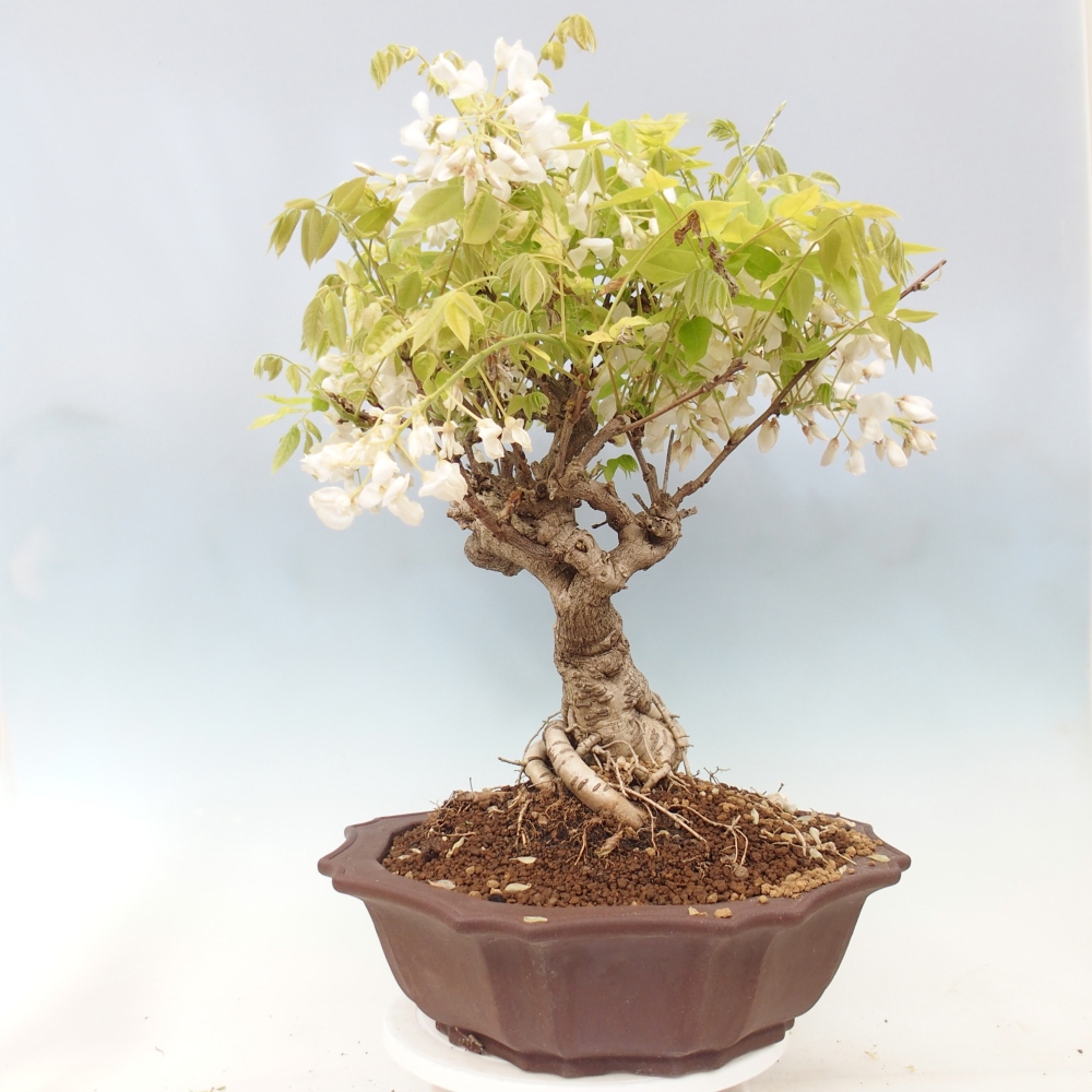 Venkovní bonsai - Vistarie  - Wisteria 