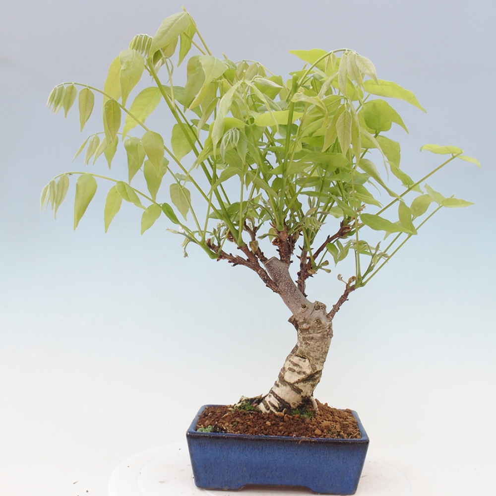 Venkovní bonsai - Vistarie květnatá - Wisteria floribunda