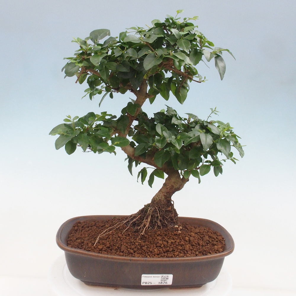 Pokojová bonsai -Ligustrum chinensis - Ptačí zob