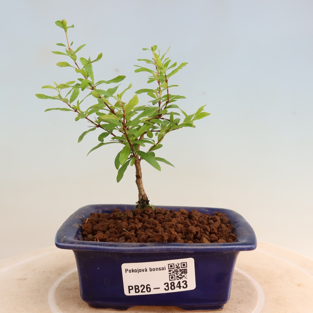 Pokojová bonsai-PUNICA granatum nana-Granátové jablko