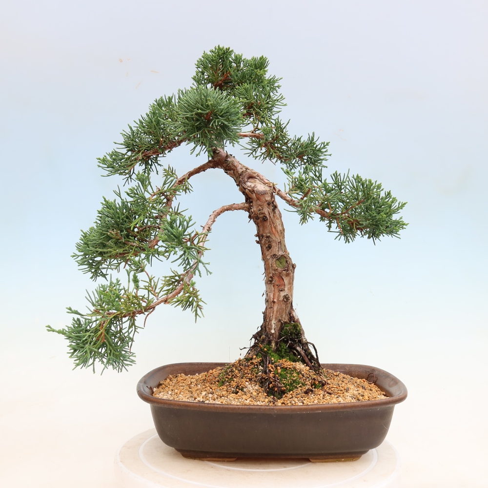 Venkovní bonsai - Juniperus chinensis Kishu -Jalovec čínský