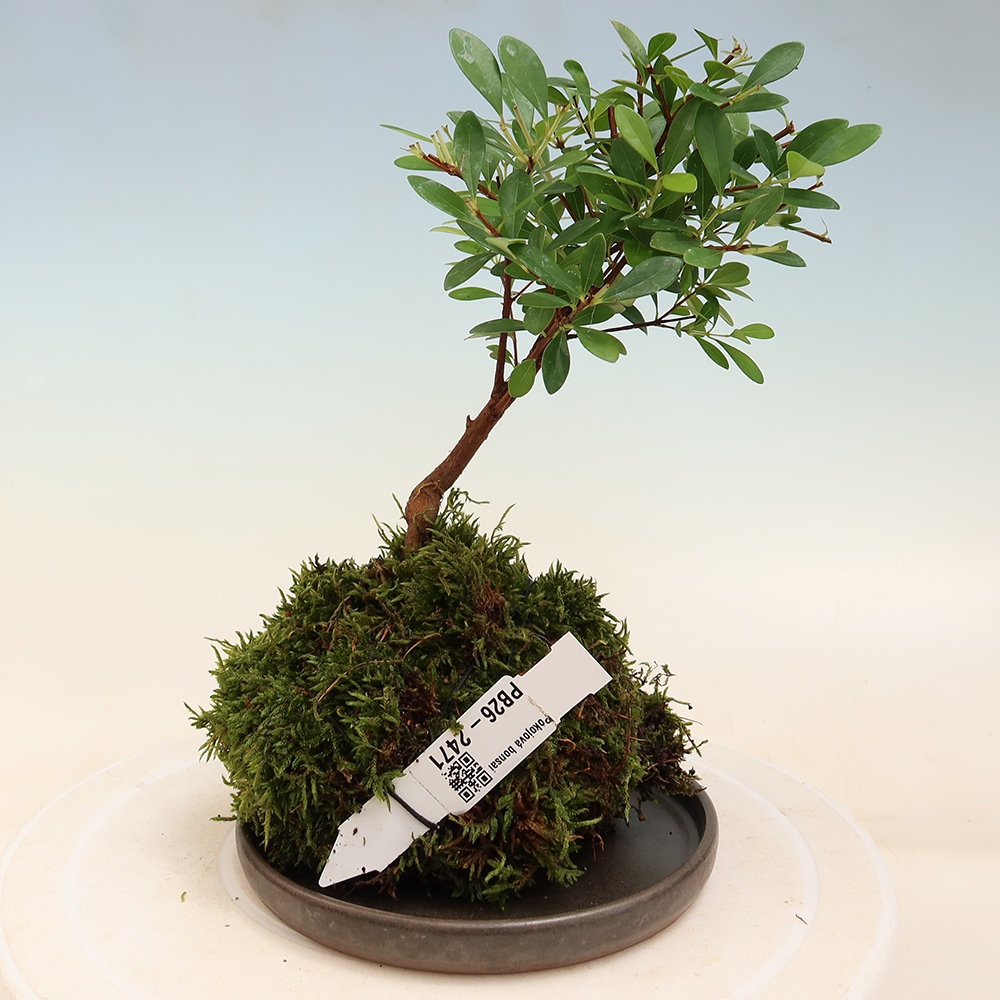 Kokedama s podmiskou -Syzygium - Pimentovník