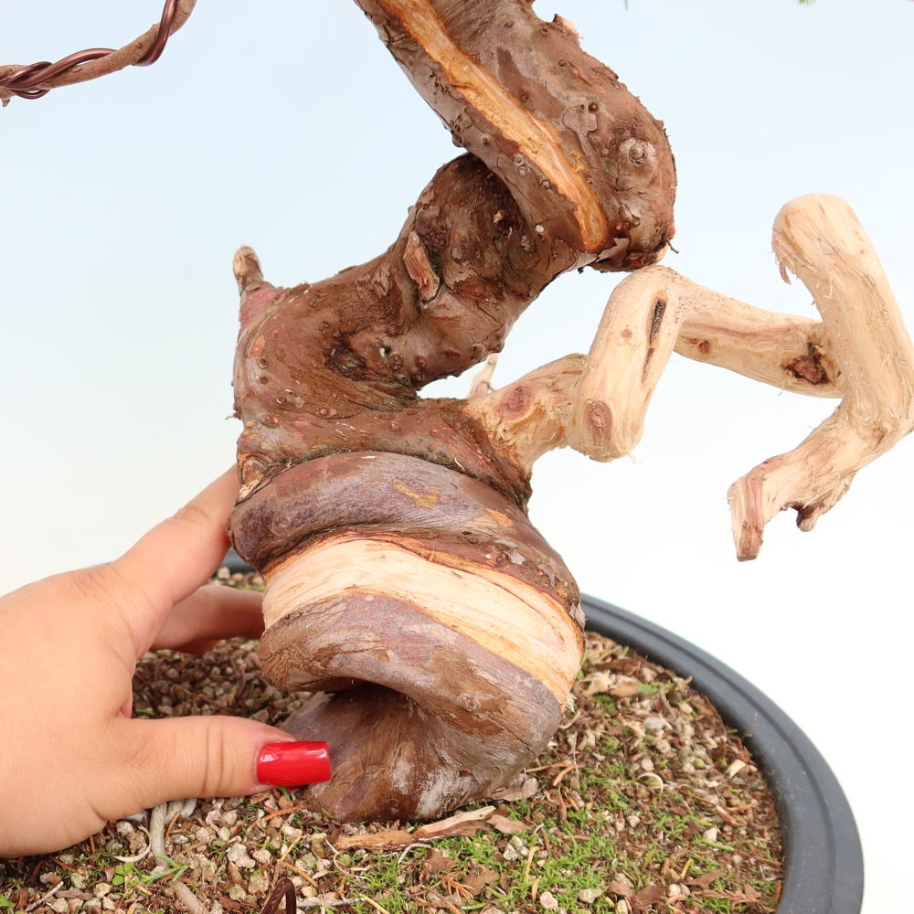 Venkovní bonsai - Juniperus chinensis Itoigawa-Jalovec čínský