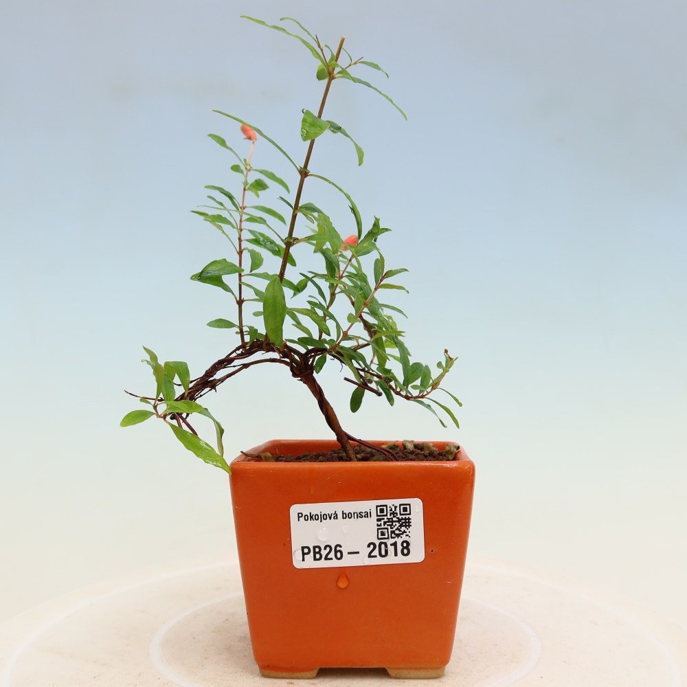 Pokojová bonsai-PUNICA granatum nana-Granátové jablko