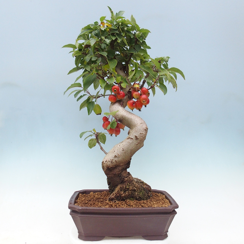 Venkovní bonsai -Malus halliana - Maloplodá jabloň