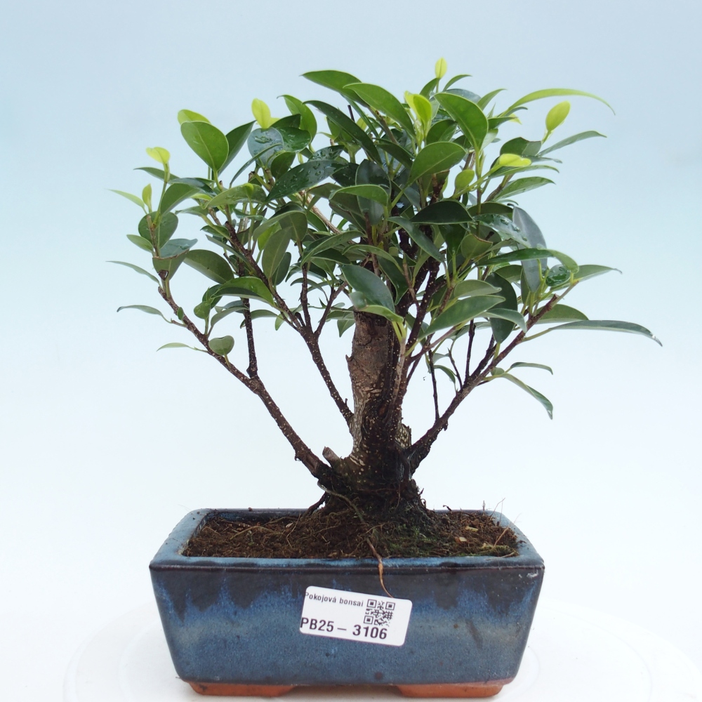 Pokojová bonsai - Ficus retusa -  malolistý fíkus