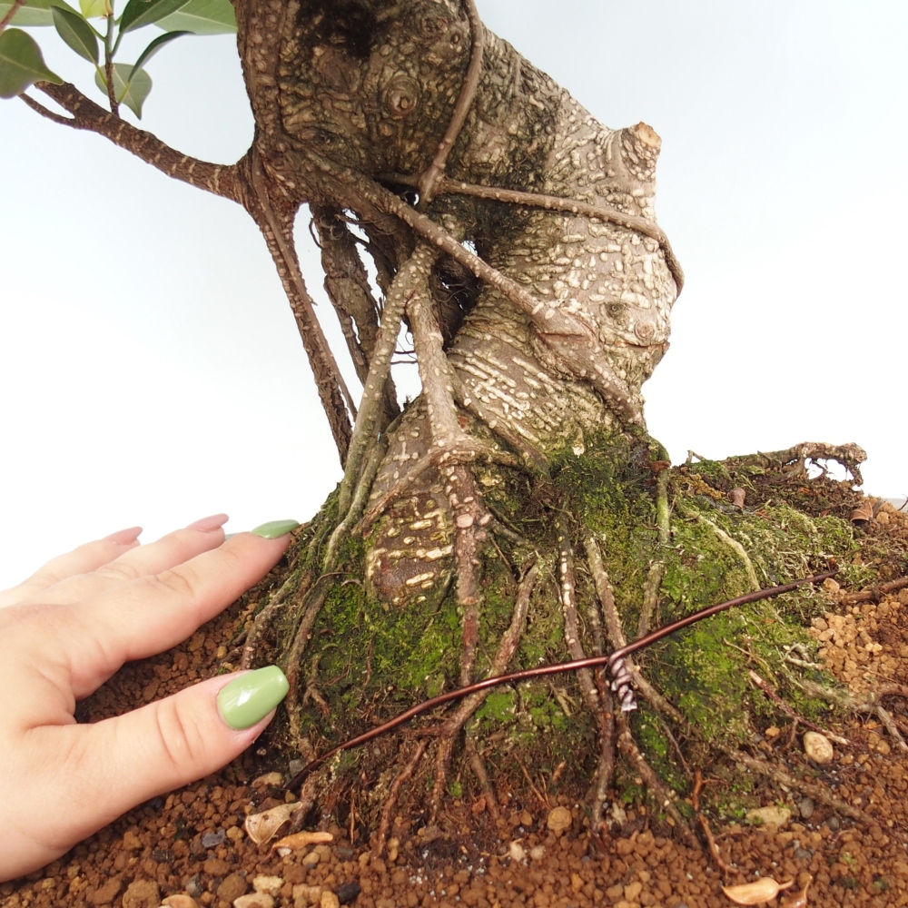 Pokojová bonsai - Ficus kimmen -  malolistý fíkus - POUZE OSOBNÍ ODBĚR nebo paletová přeprava
