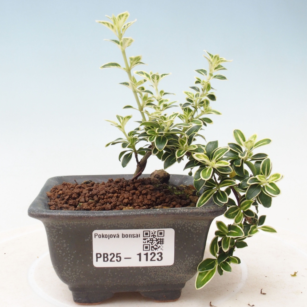 Pokojová bonsai - Serissa foetida Variegata - Strom tisíce hvězd