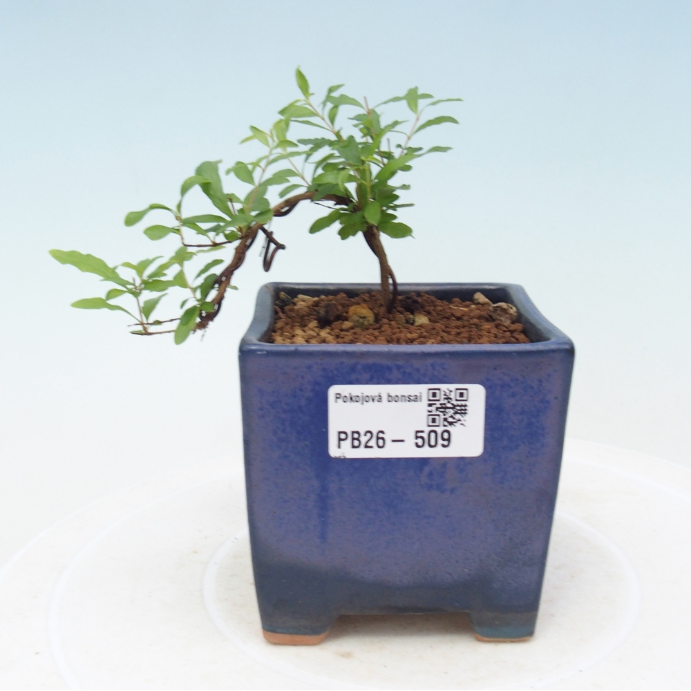 Pokojová bonsai-PUNICA granatum nana-Granátové jablko