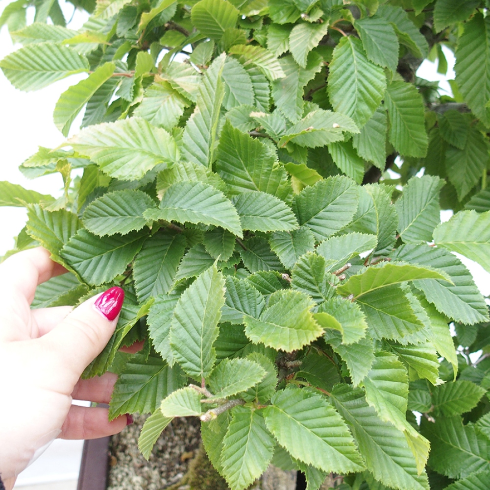 Venkovní bonsai - Habr obecný - Carpinus betulus