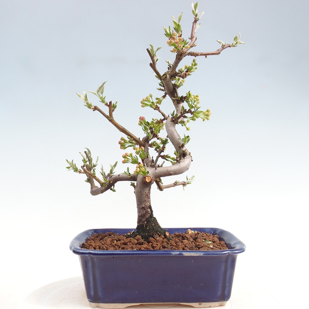 Venkovní bonsai - Malus sargentii -  Maloplodá jabloň