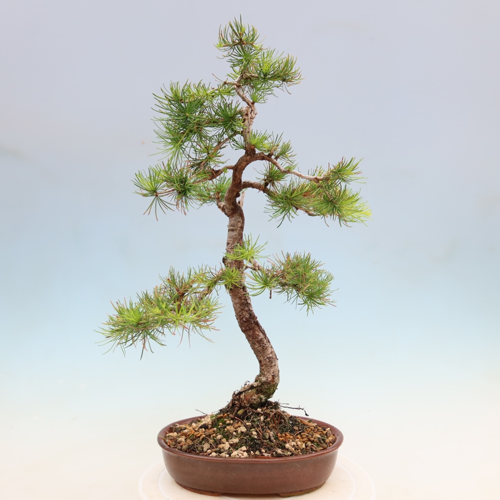 Venkovní bonsai -Larix decidua - Modřín opadavý 