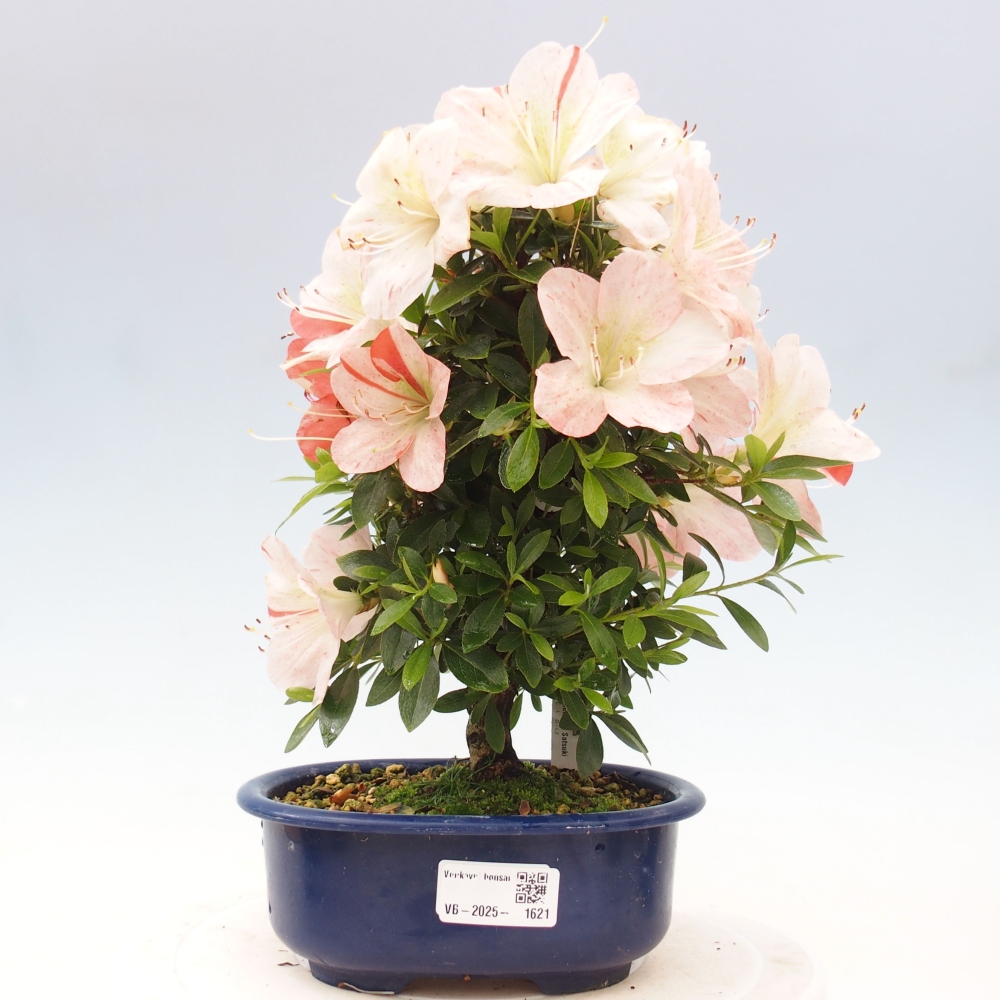 Venkovní bonsai - Japonská azalka - Azalea Asazakura