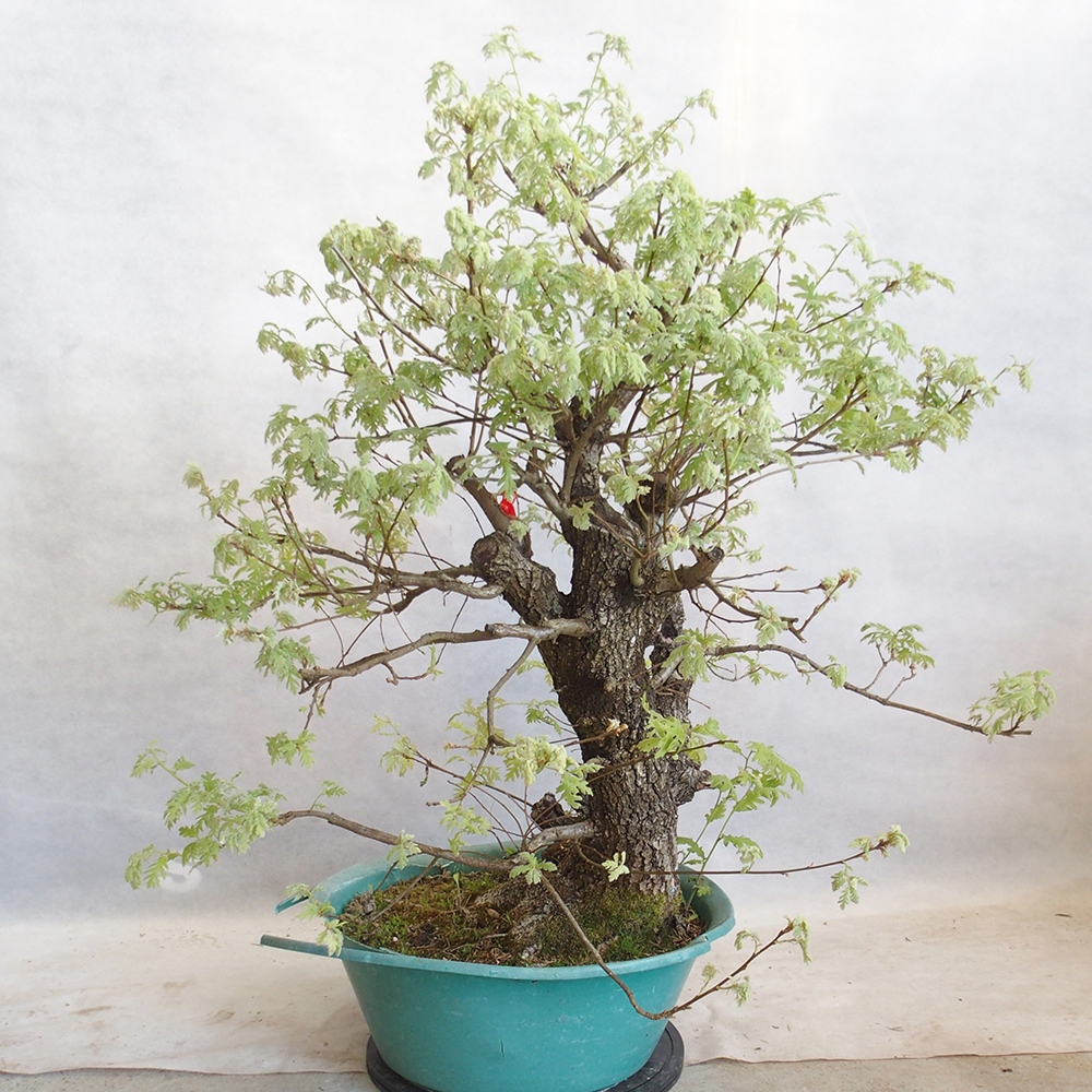 Venkovní bonsai Quercus Cerris - Dub Cer