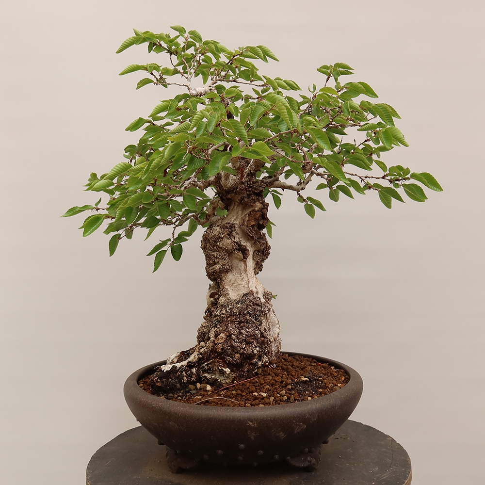 Venkovní bonsai -Carpinus Coreana - Habr korejský