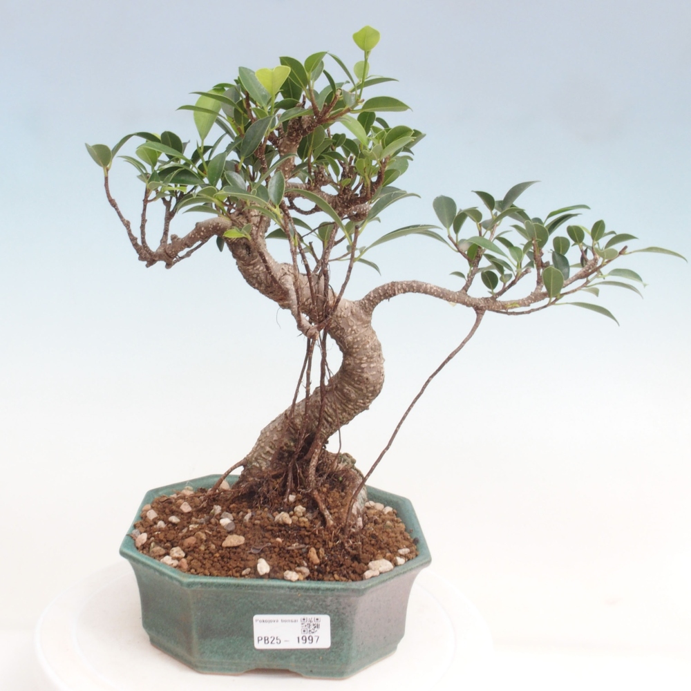 Pokojová bonsai - Ficus retusa -  malolistý fíkus
