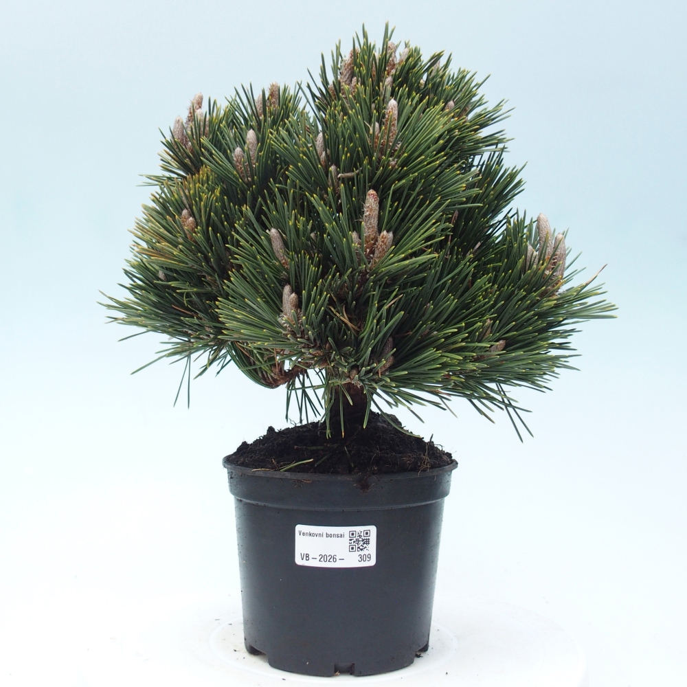 Venkovní bonsai - Pinus thunbergii senjyumaru - Borovice thunbergova