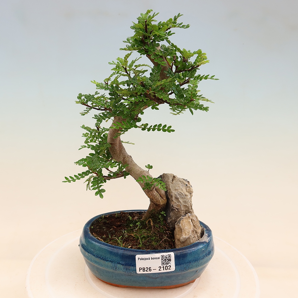 Pokojová bonsai - Zantoxylum piperitum - Pepřovník