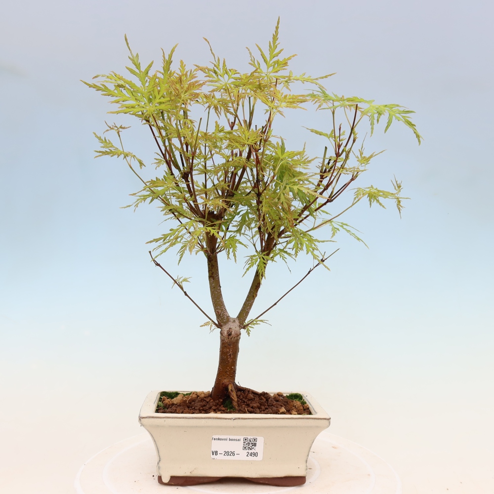 Venkovní bonsai - Acer palmatum Dissectum - Javor dlanitolistý 