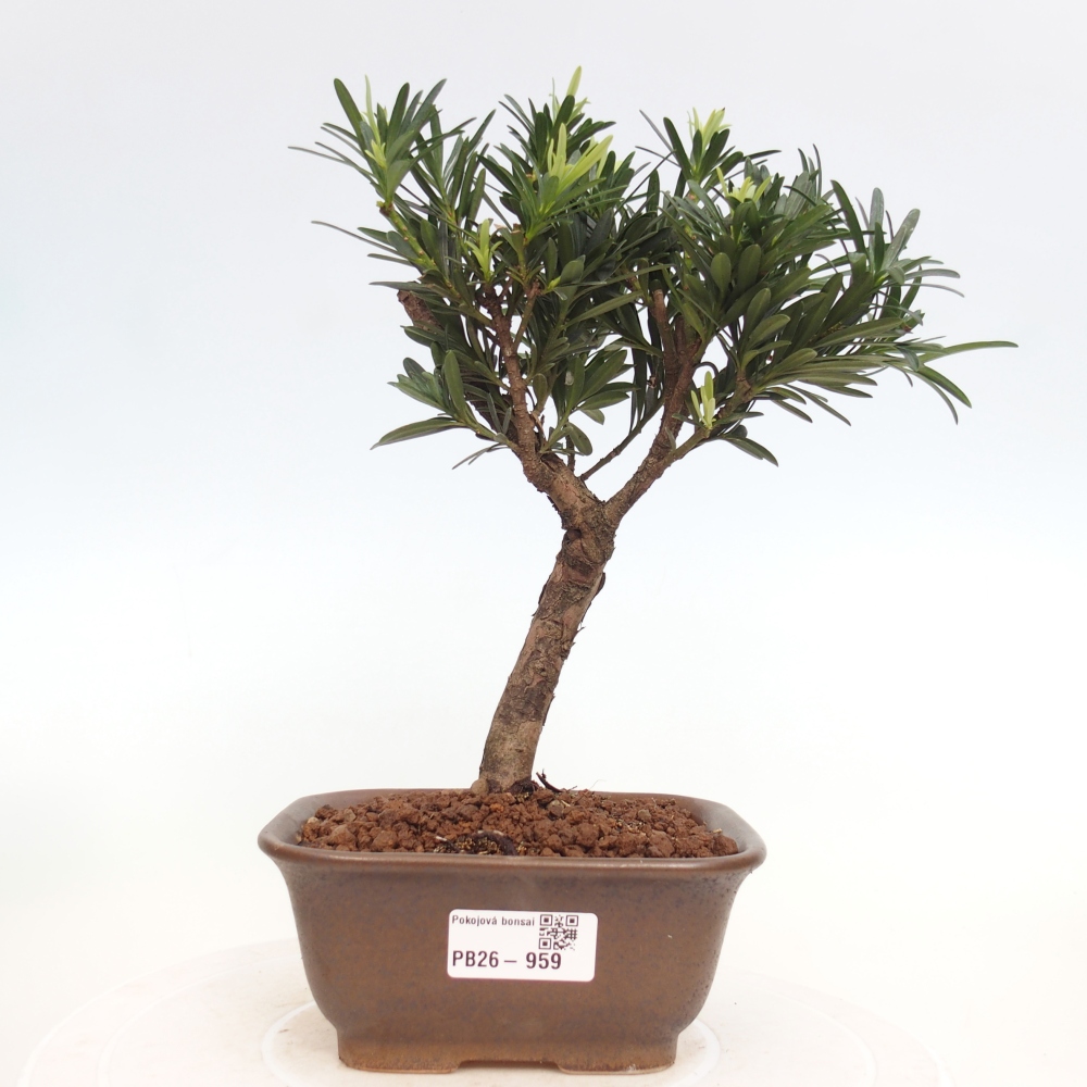 Pokojová bonsai - Podocarpus - Kamenný tis