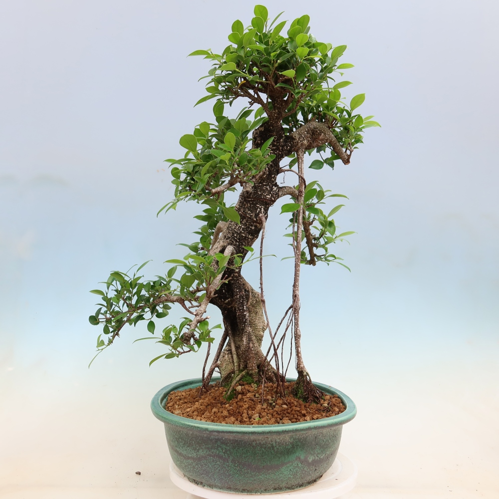 Pokojová bonsai - Ficus kimmen -  malolistý fíkus
