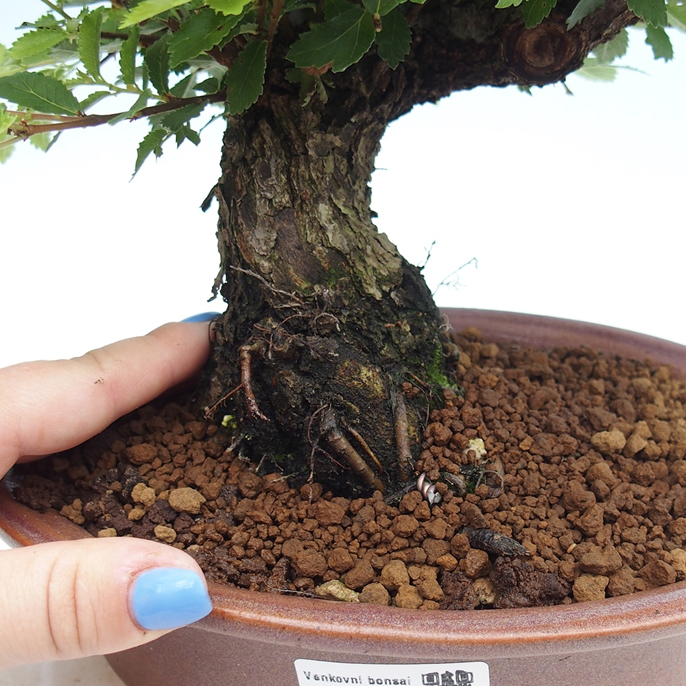 Venkovní bonsai - Zelkova - Zelkova NIRE