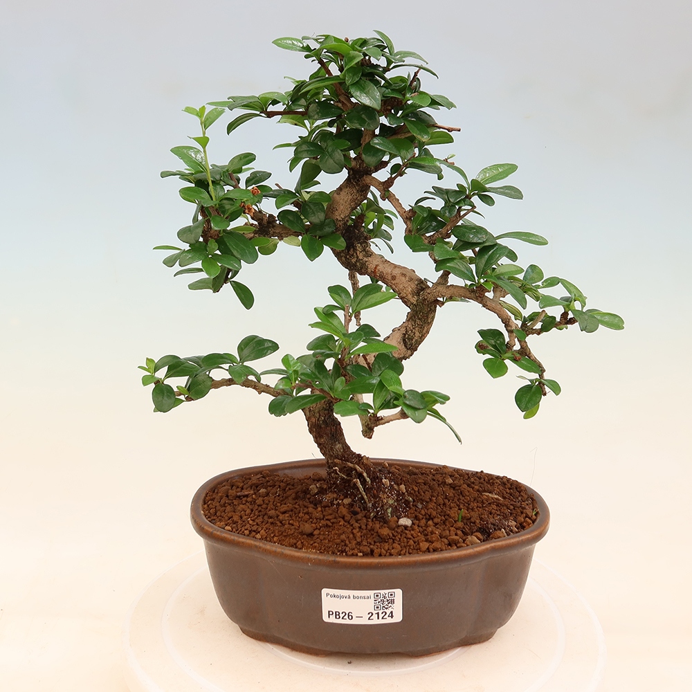 Pokojová bonsai - Carmona macrophylla - Čaj fuki
