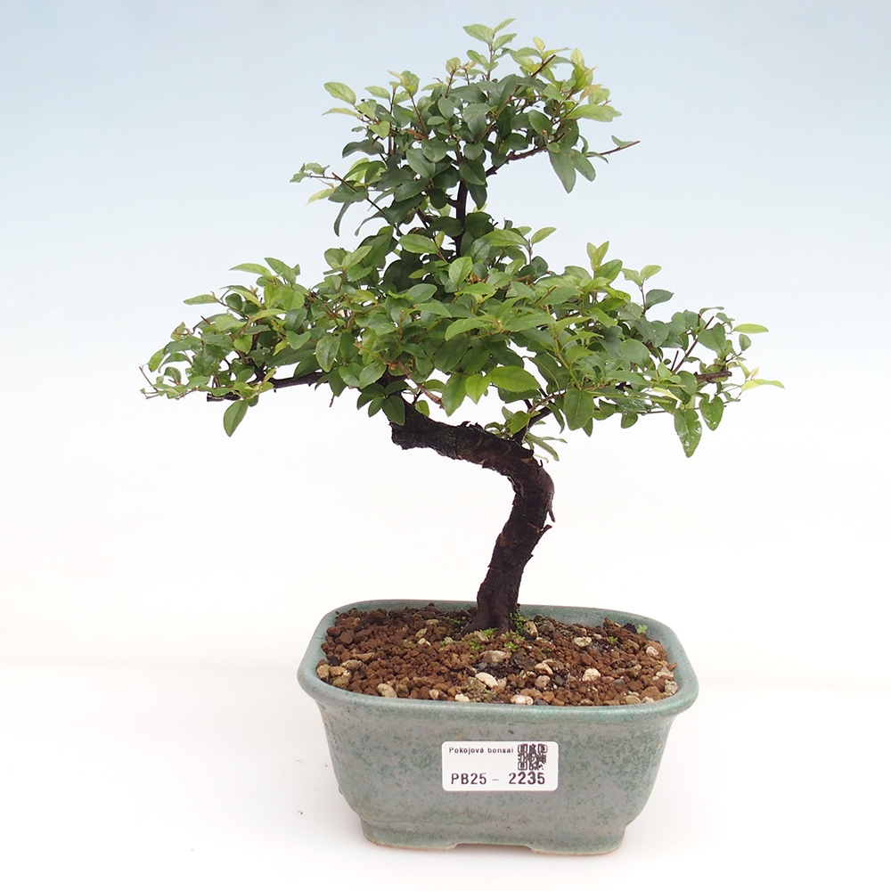 Pokojová bonsai - Sagerécie thea - Sagerécie thea