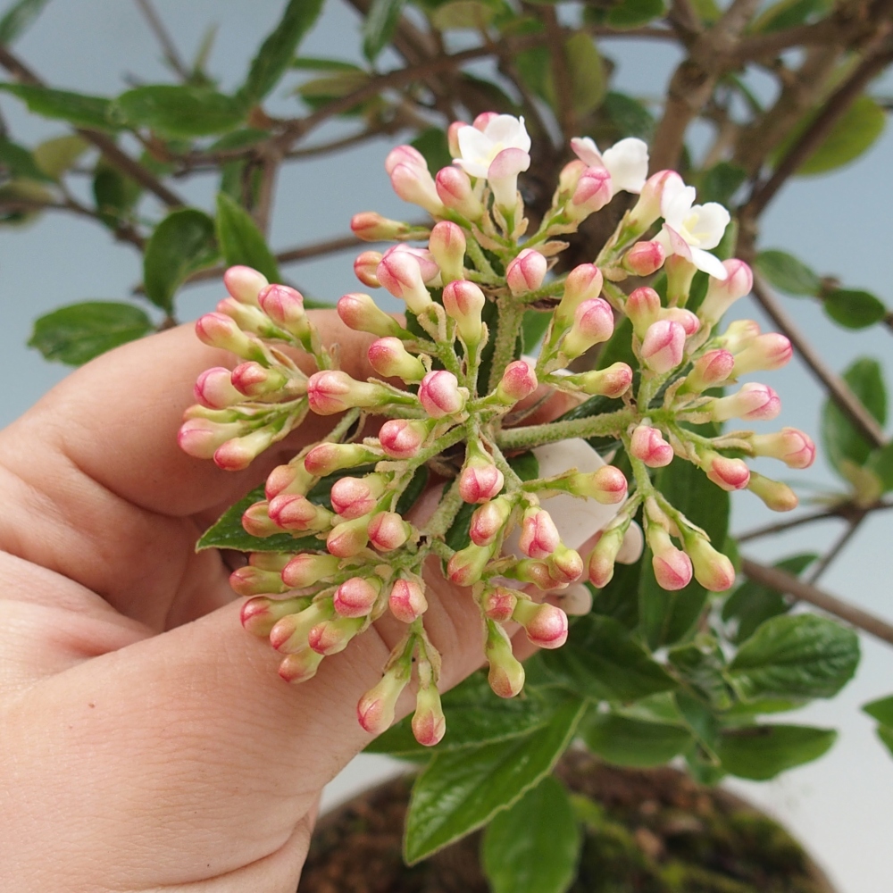 Venkovní bonsai-Kalina Bodnanská - Viburum carlesii hemsi - pouze osobní odběr nebo paletová přeprava