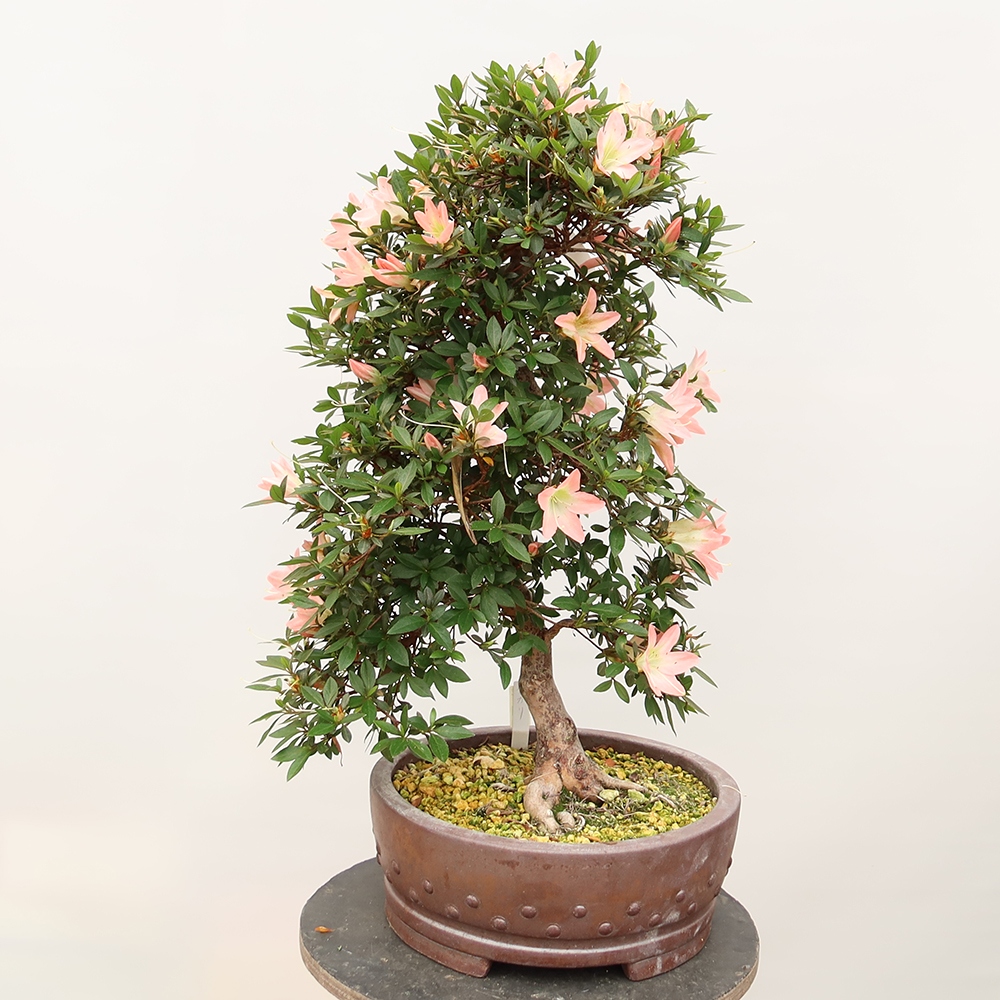 Venkovní bonsai - Japonská azalka - Azalea Chihiro
