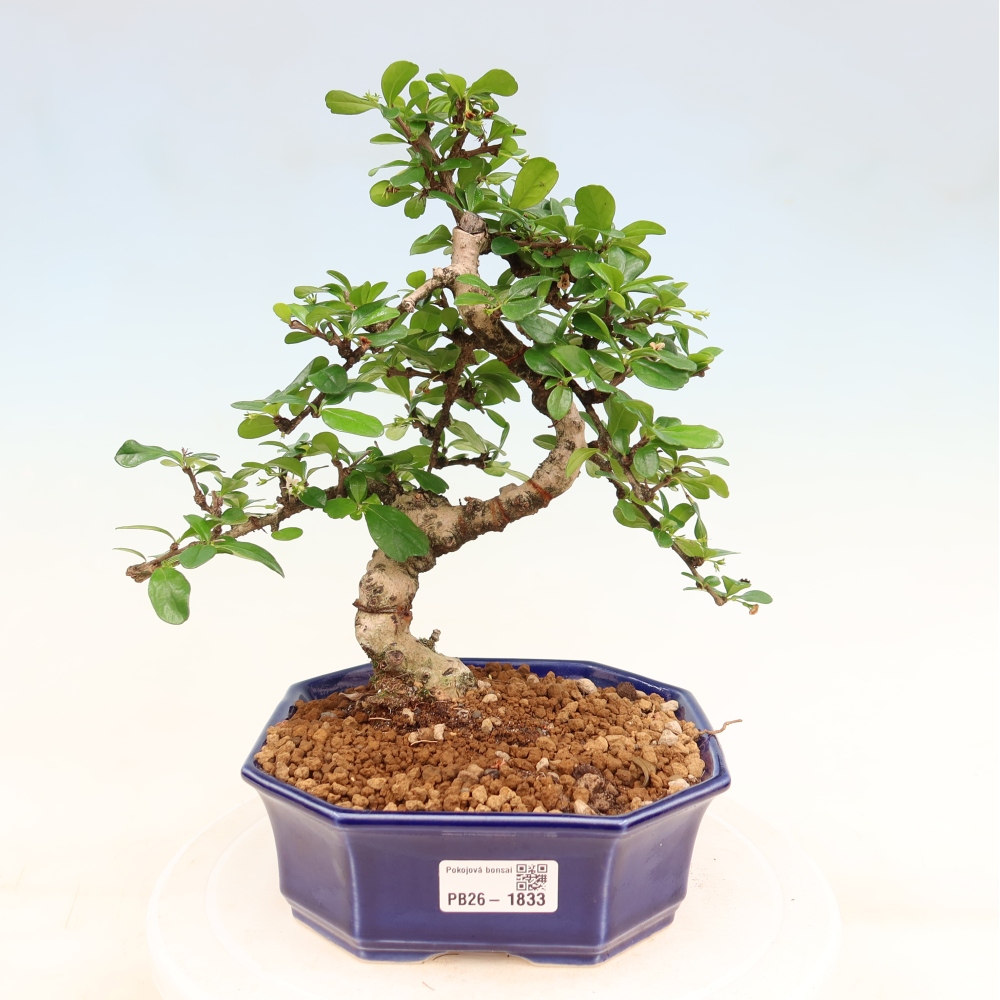 Pokojová bonsai - Carmona macrophylla - Čaj fuki