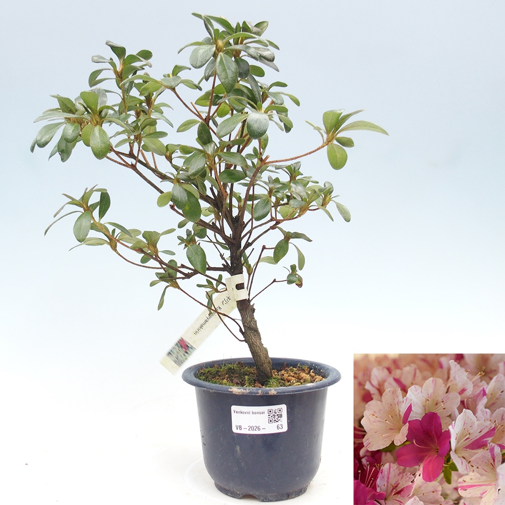Venkovní bonsai - Japonská azalka - Azalea Kaminoyamakirin