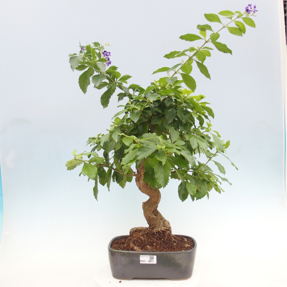 Pokojová bonsai - Duranta  repens -Duranta