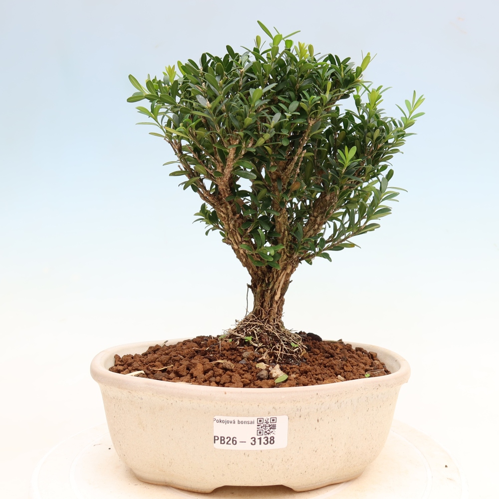 Pokojová bonsai - Buxus harlandii -korkový buxus