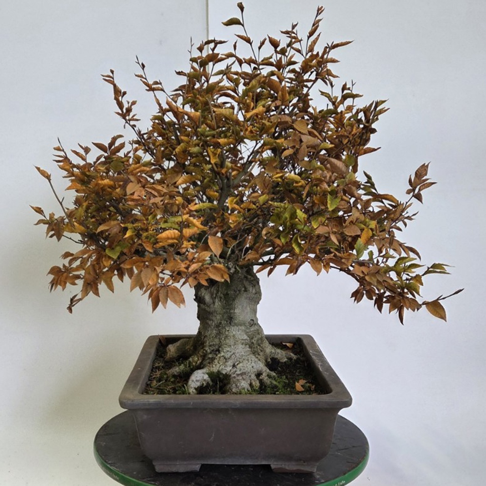 Venkovní bonsai - Fagus crenata