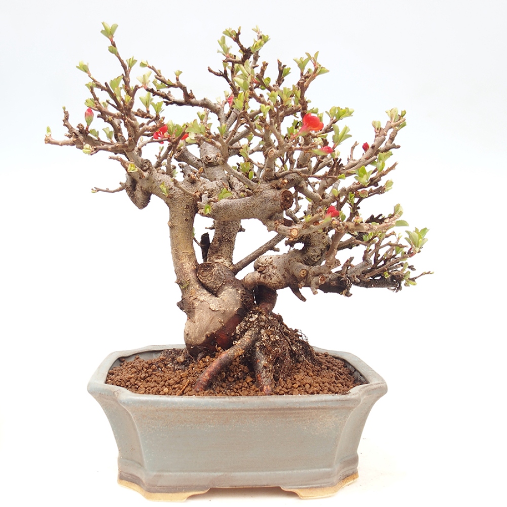 Venkovní  bonsai -  Chaneomeles speciosa - Kdoulovec ozdobný