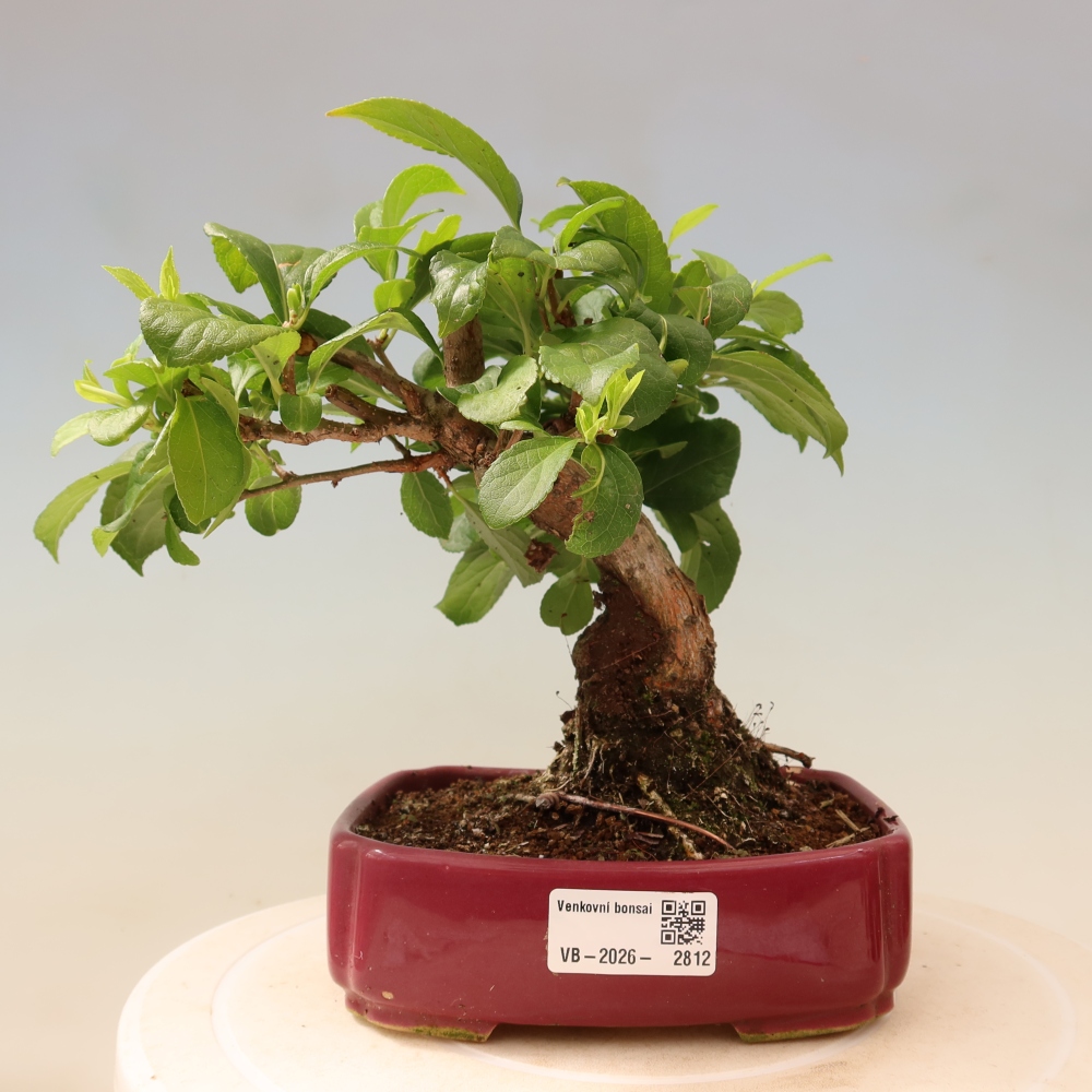 Venkovní bonsai - Celastrus  orbiculatus - Jesenec okrouhlolistý