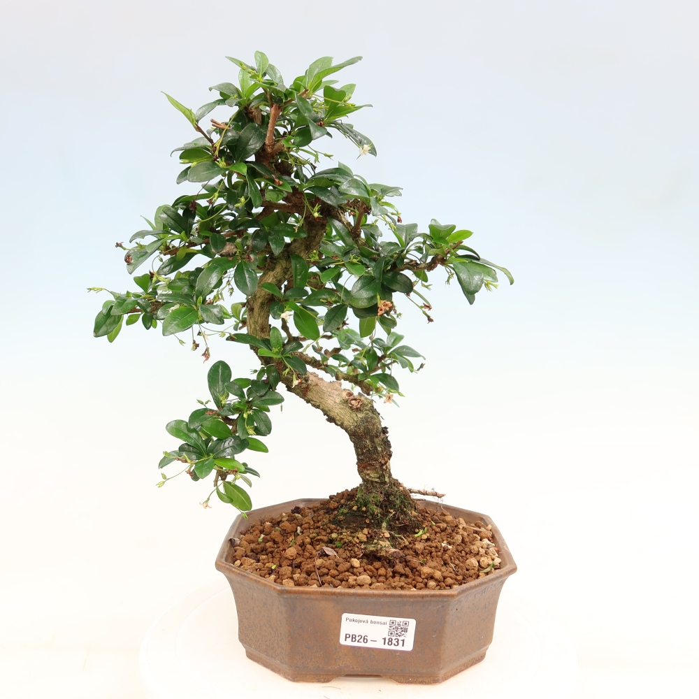 Pokojová bonsai - Carmona macrophylla - Čaj fuki
