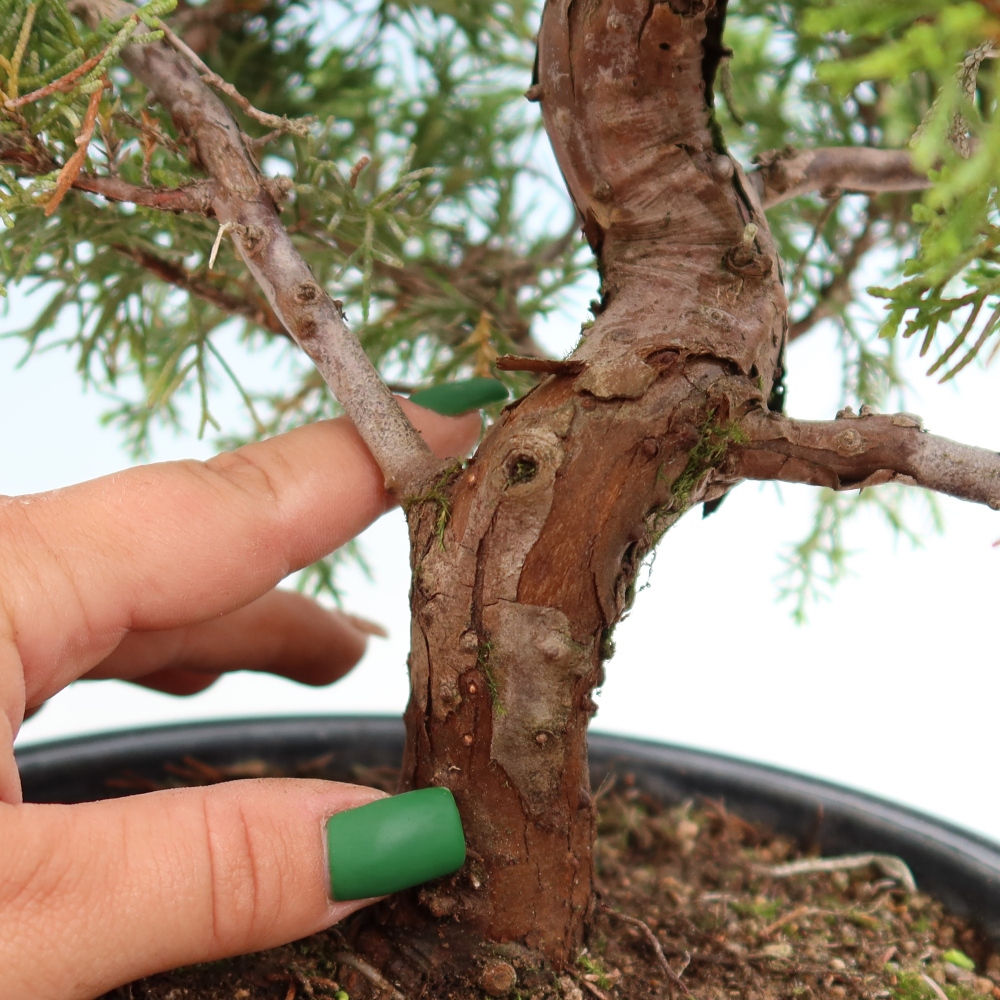 Venkovní bonsai - Juniperus chinensis Itoigawa-Jalovec čínský