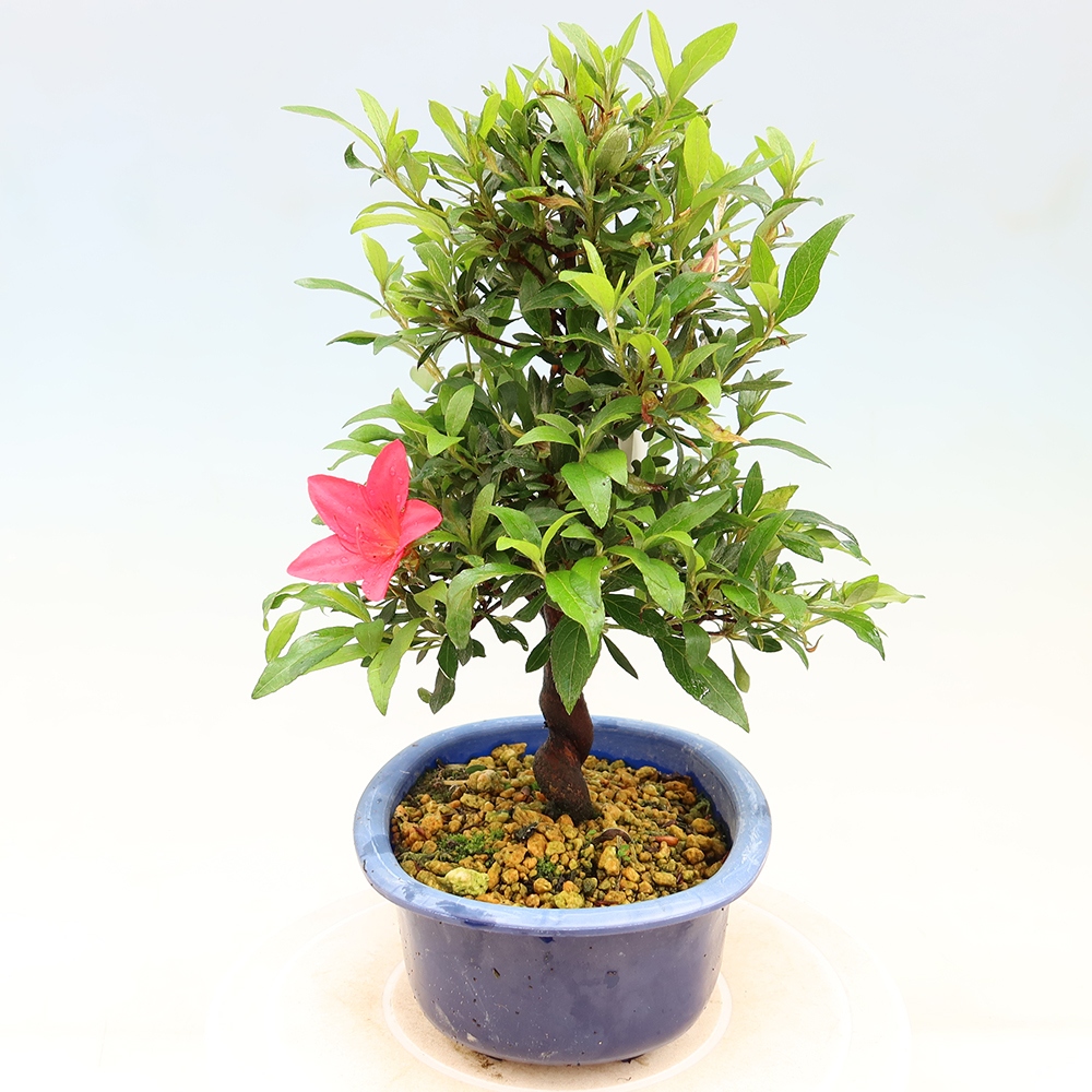 Venkovní bonsai - Japonská azalka - Azalea CHIHIRO