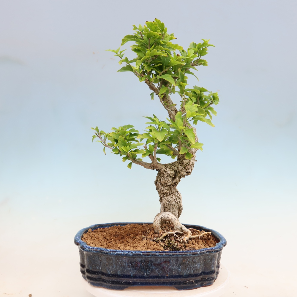 Venkovní bonsai - Hibiscus syriacus - Ibišek syrský