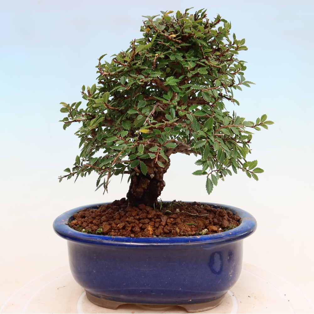 Venkovní bonsai - Zelkova - Zelkova NIRE
